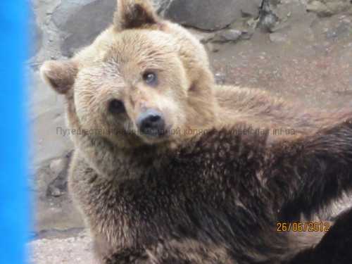 медведь забавляется с сеном на аляске самый жизнерадостный медведь в мире